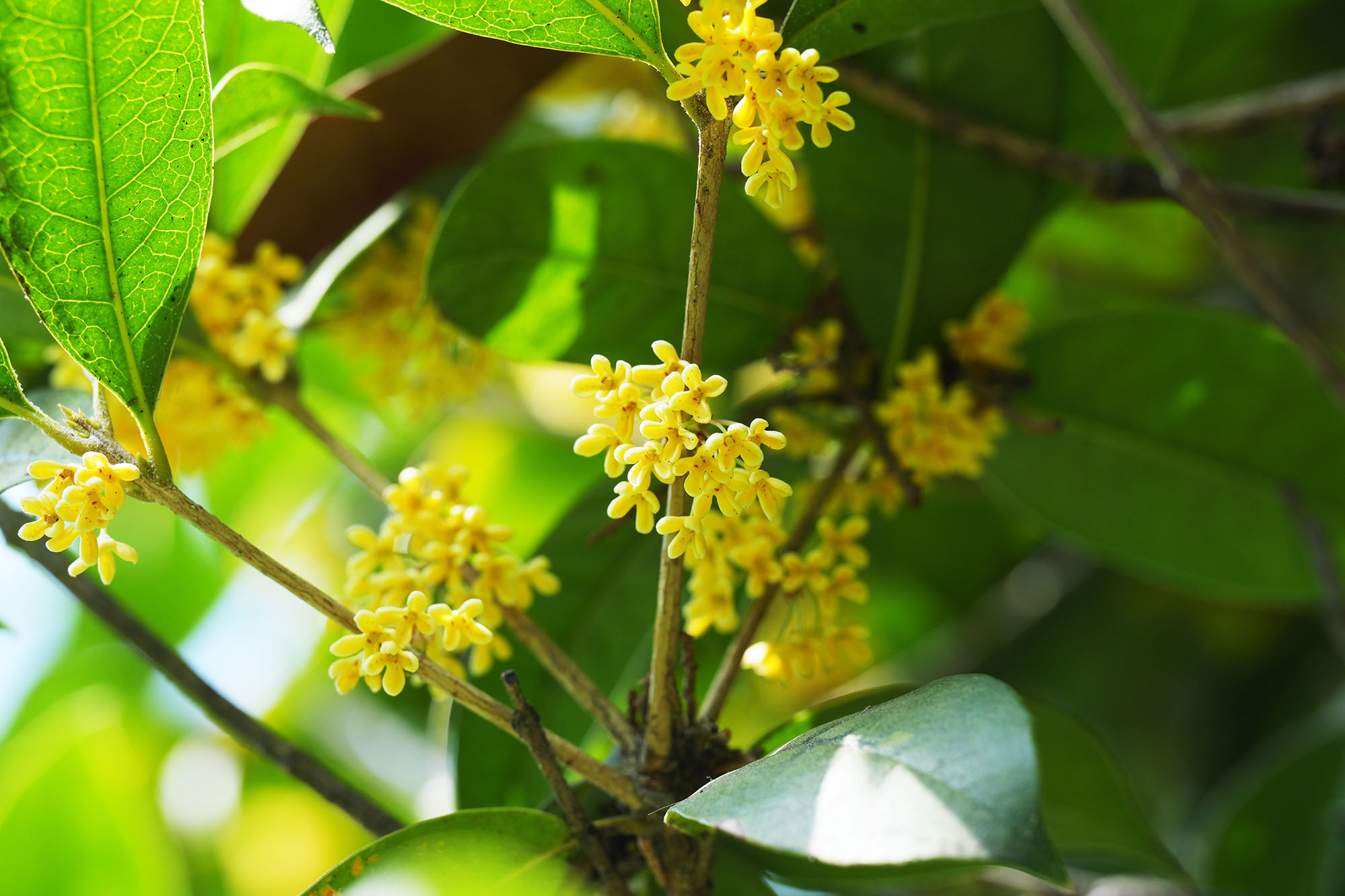 鉴黑担保网(jhdbw)·最具权威唯一维权担保平台